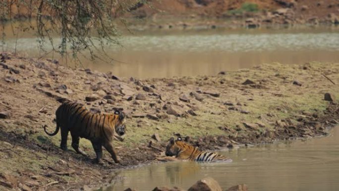 孟加拉虎的雄性雌性和幼崽在慢动作的水池中放松
