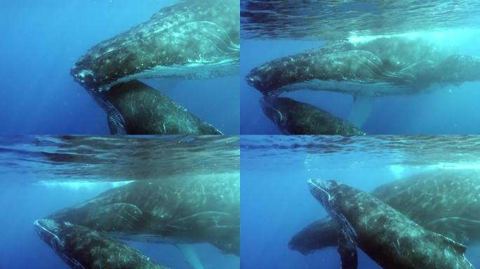 在海洋中与母亲在水下的幼小鲸的温柔拥抱。