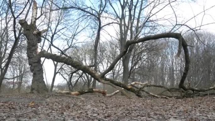 暴风雨，风或飓风过后，公园里的断树。危险的情况。