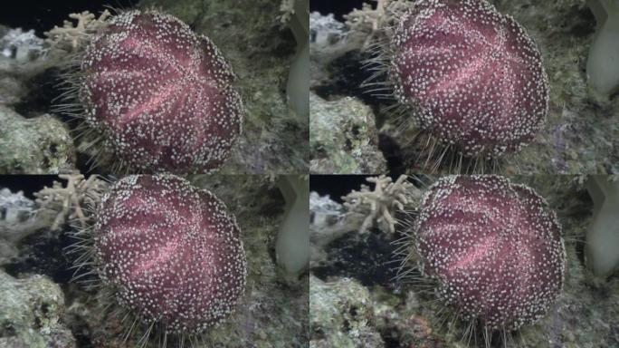 海胆紫锥草在红海水下寻找食物。