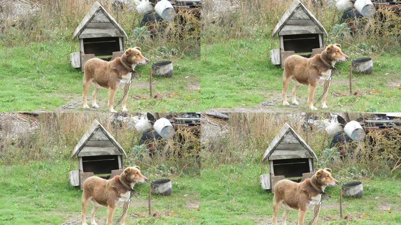 在乡村院子里一个旧的木制狗屋的背景下，链条上的红色院子狗