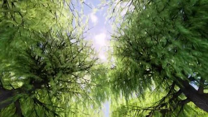 从林冠层正下方的摄像机视图，抬头看着阳光，穿过树木的树枝向下照射