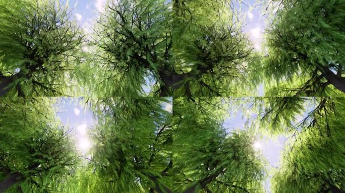 从林冠层正下方的摄像机视图，抬头看着阳光，穿过树木的树枝向下照射