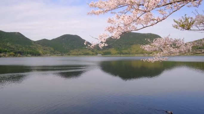 Imutaike的春天樱花和可爱的鸭子风景的图像