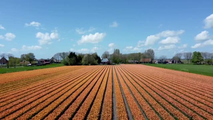 荷兰的橙色郁金香花田，鸟瞰图