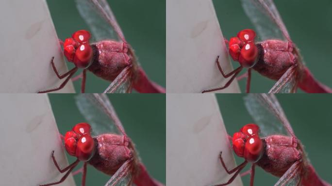 非常靠近眼睛和嘴巴的红脉飞镖或游牧 (Sympetrum fonscolombii) 蜻蜓的宏观视图