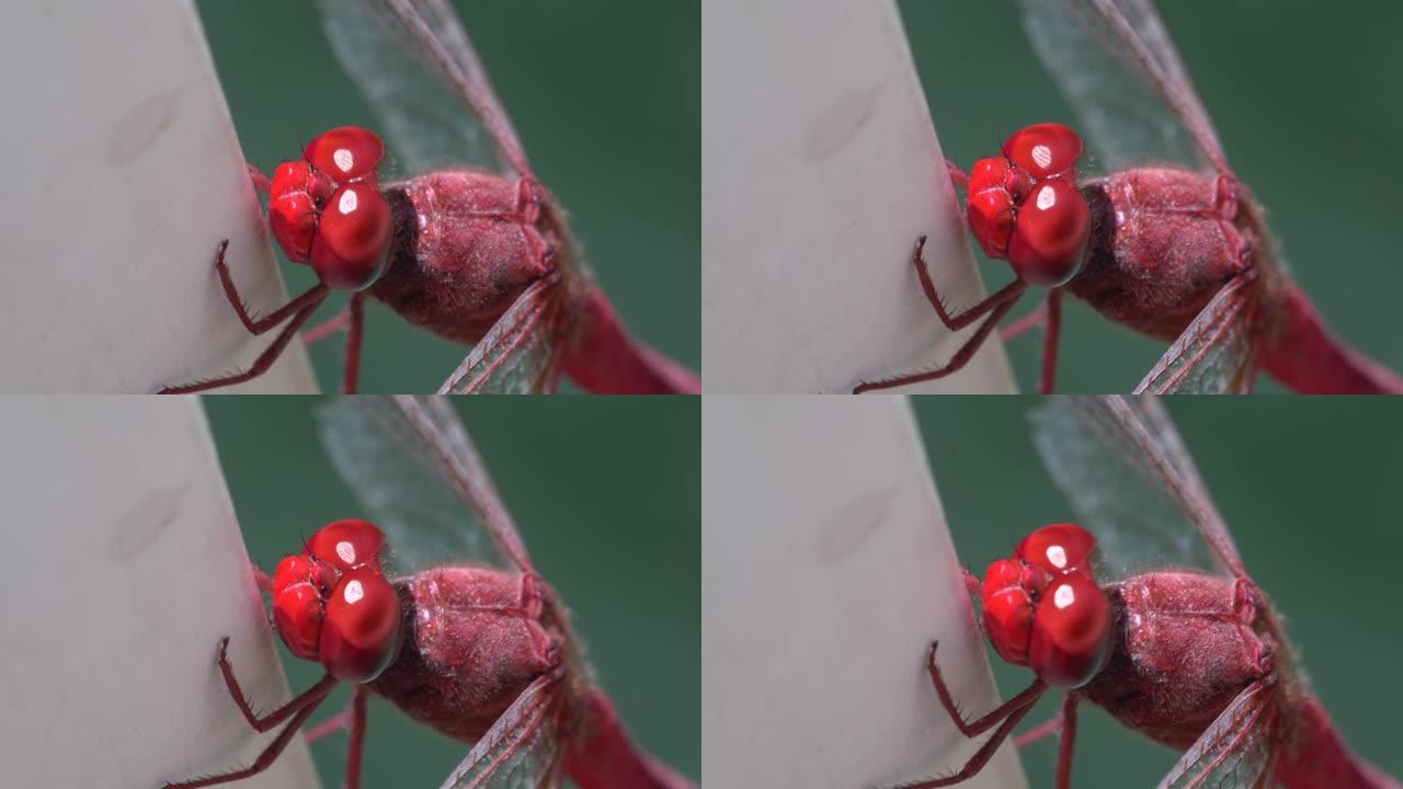 非常靠近眼睛和嘴巴的红脉飞镖或游牧 (Sympetrum fonscolombii) 蜻蜓的宏观视图