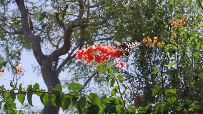 太阳照在灌木丛上生长的粉红色红色花朵上，马达加斯加巨大的燕尾 (Pharmacophagus ant
