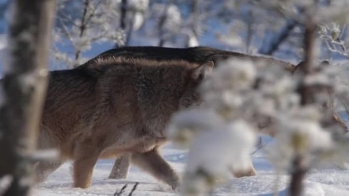狼在冬季森林中奔跑，白俄罗斯