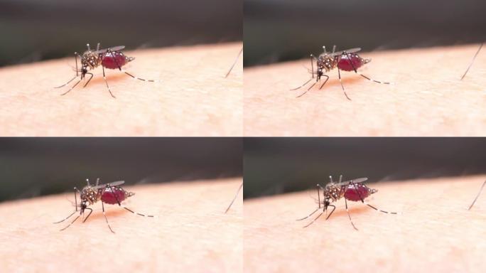 雌性蚊子吸食人体血液