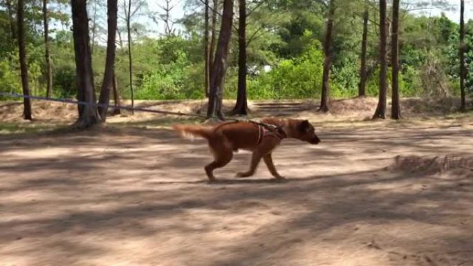 截肢犬在森林中奔跑