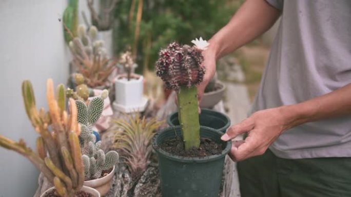 男人清理锅在房子旁边的花园里换掉仙人掌