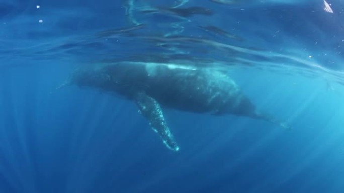 印度洋水下的座头鲸。