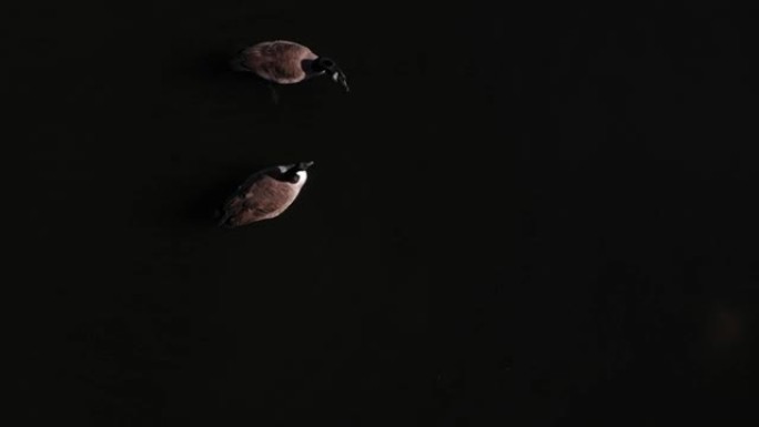 在泳池空中低空拍摄了两只可爱的鸭子