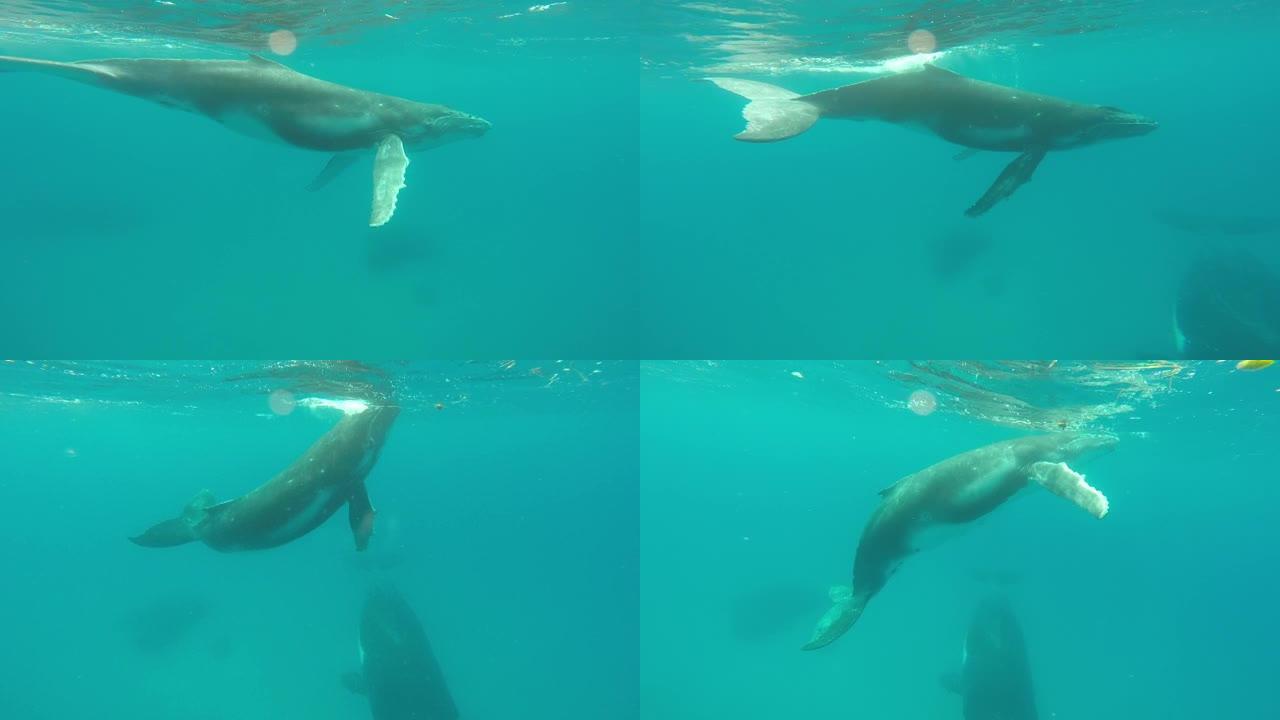 印度洋水下小牛座头鲸与母亲的特写。