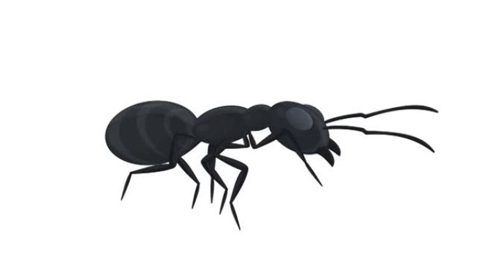 蚂蚁。昆虫蚂蚁的动画。卡通