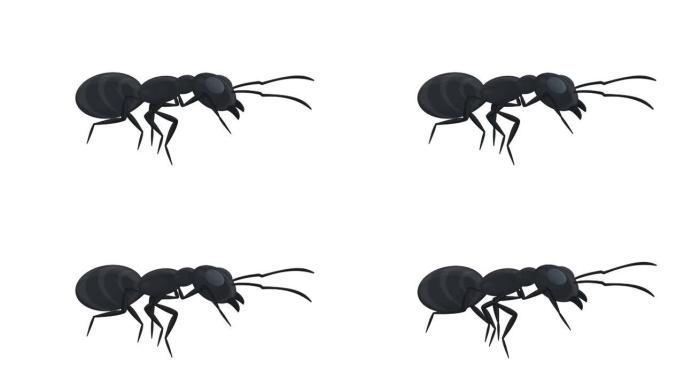 蚂蚁。昆虫蚂蚁的动画。卡通