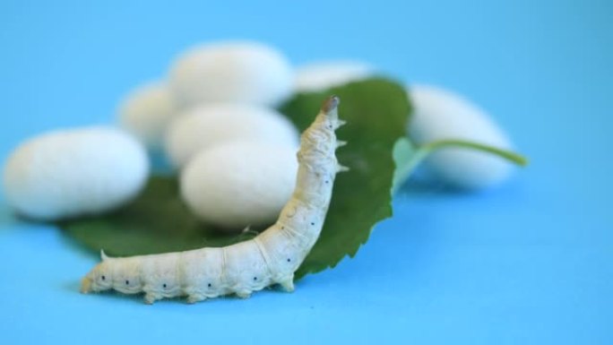 桑叶上的蚕和蚕cocoons