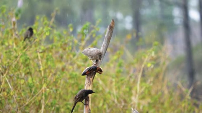 喜马拉雅bull红色通风的bulbul鸟以慢动作飞行和觅食
