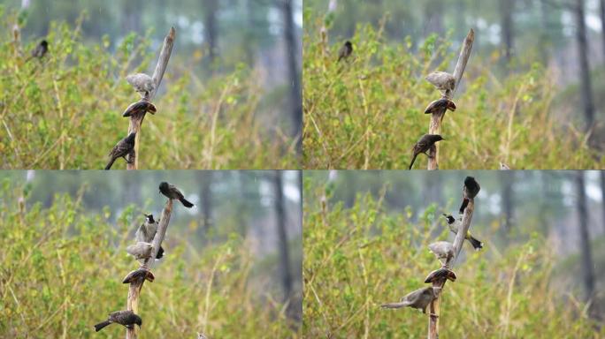 喜马拉雅bull红色通风的bulbul鸟以慢动作飞行和觅食