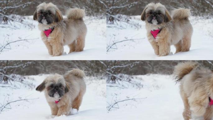 紫色项圈棕色毛茸茸的狗站在白雪上