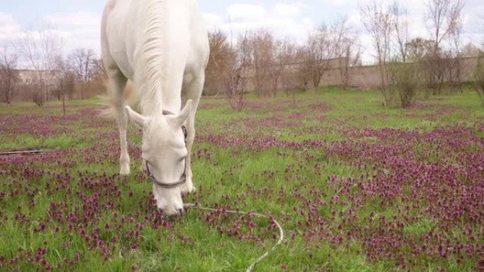 一匹白马在草地上吃绿草。多云晴朗的天空。大自然紫色花朵农场动物在田野里，镜头。