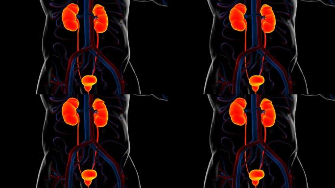 具有膀胱解剖的人体泌尿系统肾脏医学概念3D
