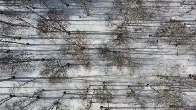 冬季白桦林的鸟瞰图。雪中树木的刺耳阴影