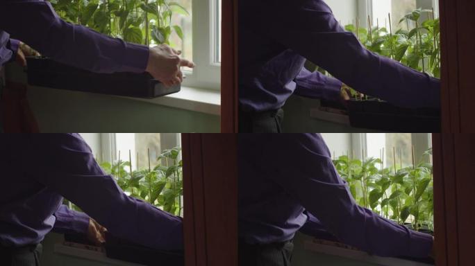 不露面的人把装有胡椒苗的盒子放在家里的窗台上慢动作。面目全非的农民正在照顾准备在春天花园里生长的幼芽