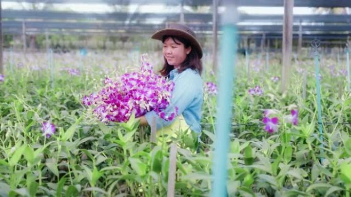 4k慢动作: 亚洲女农民走过兰花农场的田地，收获或检查质量控制，农业或农产工业概念。