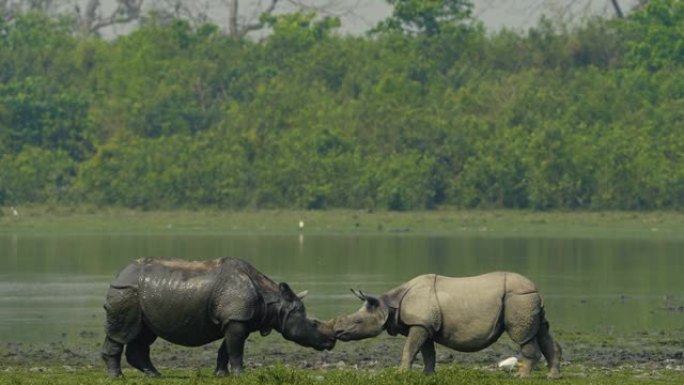 印度一角犀牛 (Rhinoceros unicornis) 雄性和雌性在慢动作中相互问候