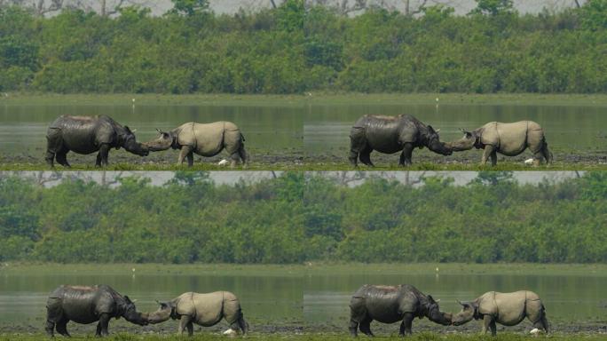 印度一角犀牛 (Rhinoceros unicornis) 雄性和雌性在慢动作中相互问候