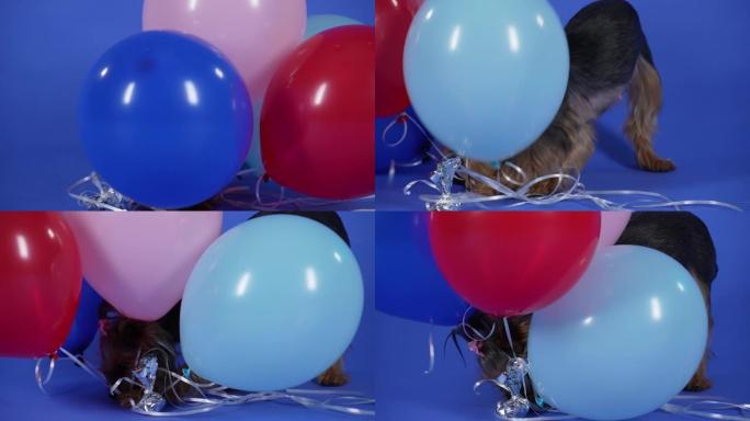 约克夏犬用爪子拿着一条由四个凝胶球组成的丝带，在上面咀嚼。可爱的宠物，头上有一条粉红色的松紧带，在蓝