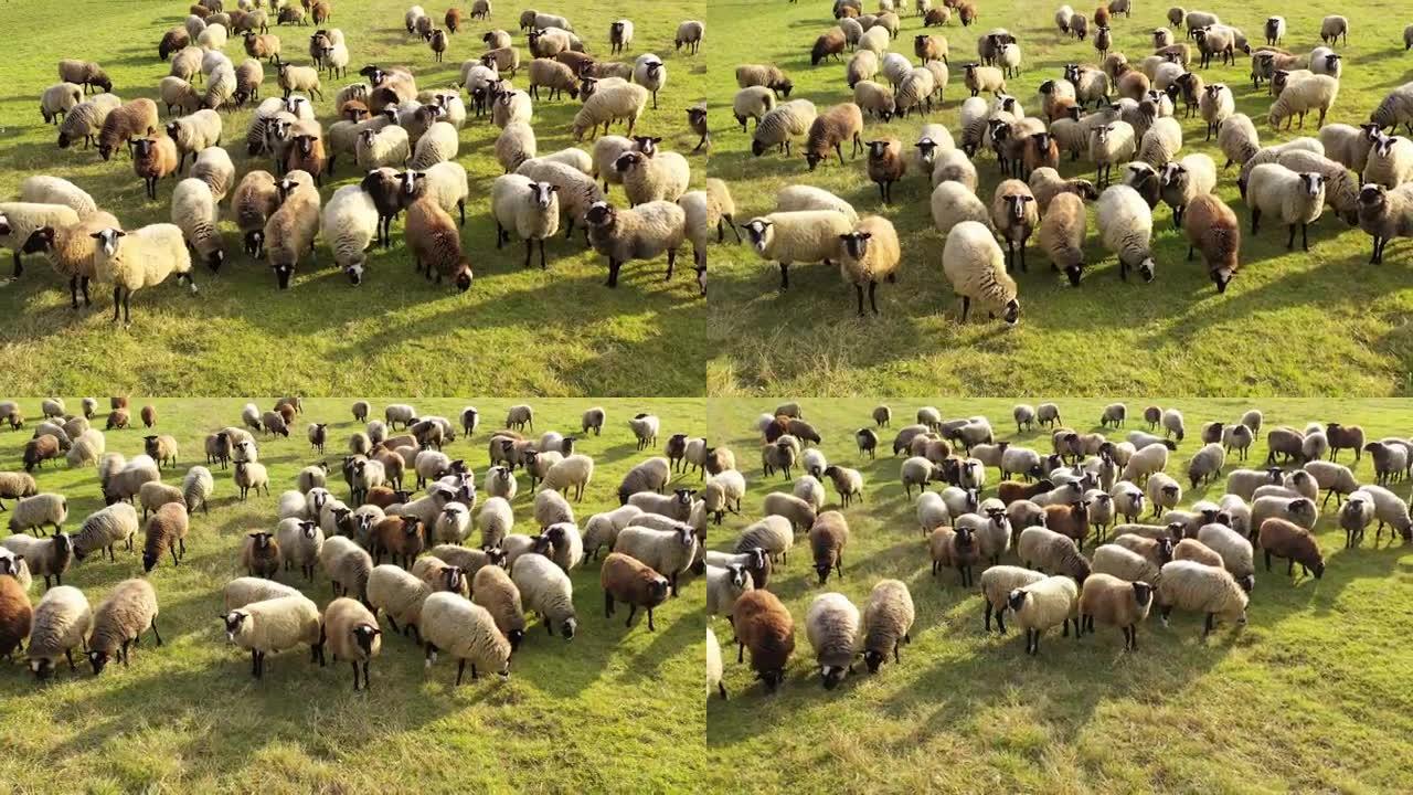 一群美丽的绵羊在户外。在晴朗的晴天，一群蓬松的动物在野外放牧。草地上的农场动物。