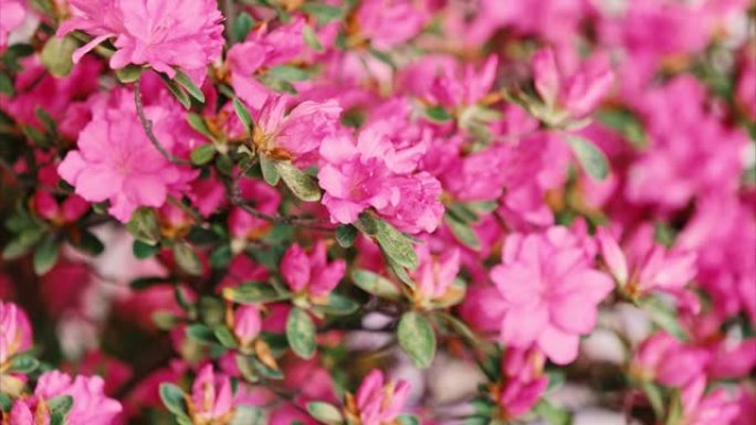 盛开的粉红色杜鹃花simsii Planch花 (印度Azale或Sims的杜鹃花) 的延时镜头，4