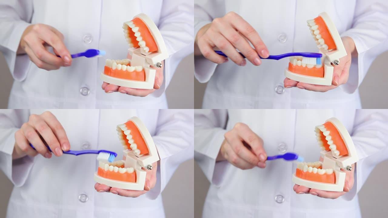 牙医展示了如何在牙齿的正畸模型上正确刷牙。