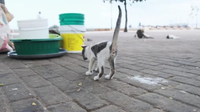 非洲街头的肮脏和生病的野猫喵喵叫，破旧的猫桑给巴尔