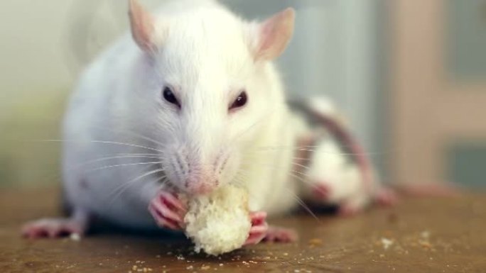 国产白宠物鼠吃面包特写。