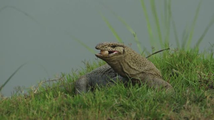 亚洲水监控蜥蜴挖出海龟蛋并以慢动作进食