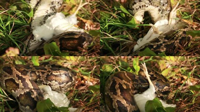 草丛中一条大型斑点蟒蛇的特写镜头，吞食了猎物