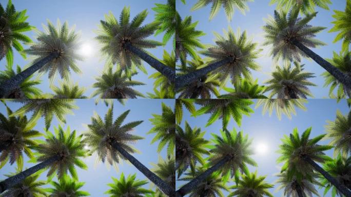 仰望阳光，穿过热带棕榈树森林的树冠