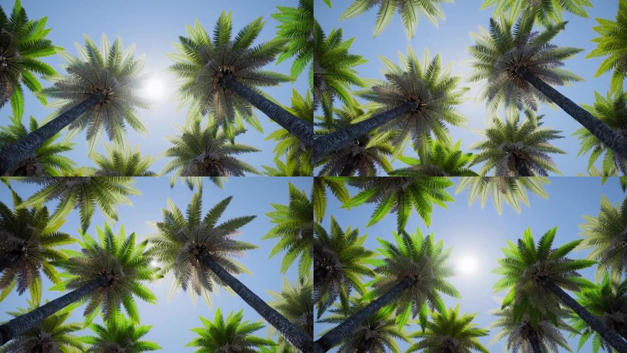 仰望阳光，穿过热带棕榈树森林的树冠