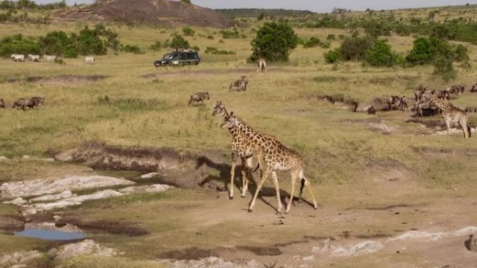 在国家公园放牧的长颈鹿和水牛。