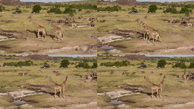 在国家公园放牧的长颈鹿和水牛。