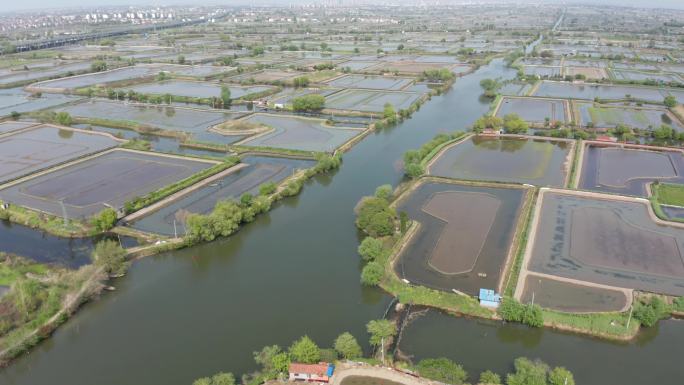 高淳螃蟹养殖基地 蟹塘