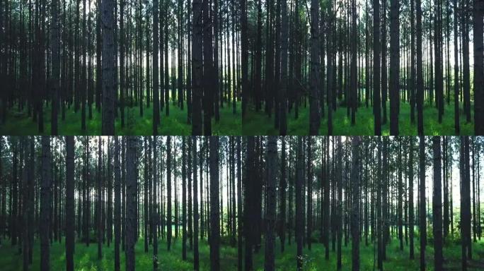人工林