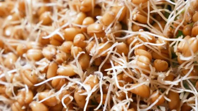 发芽的小麦是对抗癌症和身体衰老的超级食物。矿物质、维生素、抗氧化剂和其他生物活性物质的额外来源