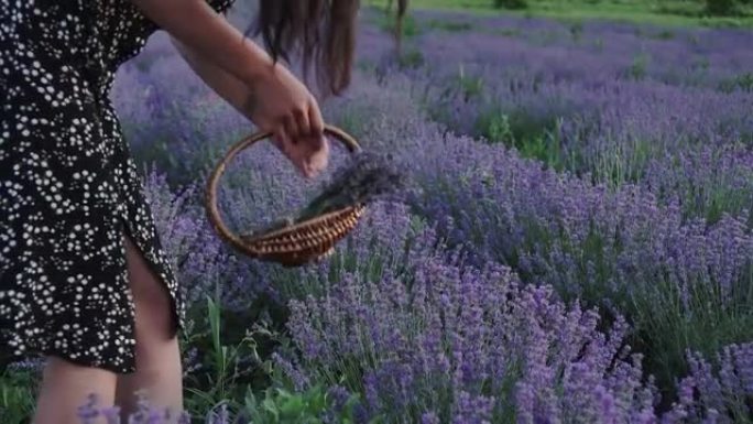 薰衣草田里的一个女孩在采花。在薰衣草农场。收获和干燥薰衣草