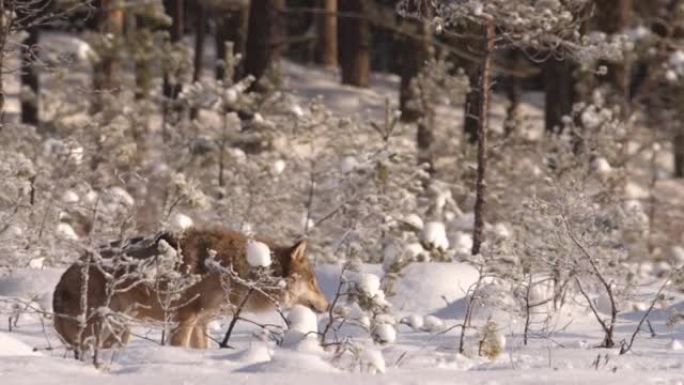 白俄罗斯超慢动作和下雪的Woves