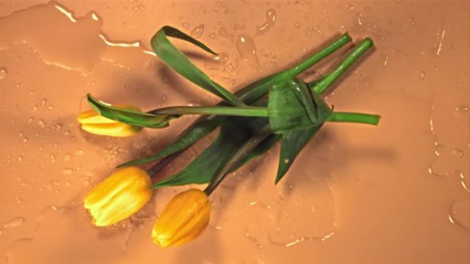 超级慢动作黄色郁金香花落在水面上。以1000 fps的高速相机拍摄。